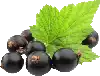 Schwarze Johannisbeeren