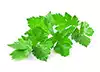 sellerie & Blätter, gehackt