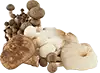 gemischte Waldpilze, getrimmt und geviertelt, wenn groß