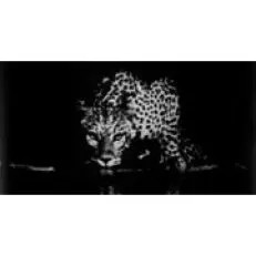 Taittinger Taittinger Kollektion von Sebastiao Salgado