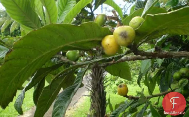 Loquat-Chutney