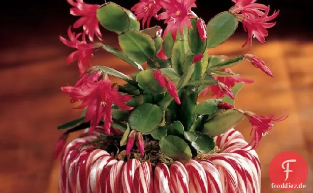 Candy Cane Pflanzer