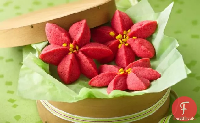 Himbeer-Weihnachtsstern-Blüten