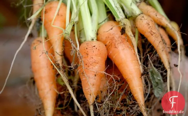 Warme Bio-Karotten mit Puy-Linsen und Sommer-Herzhaftem