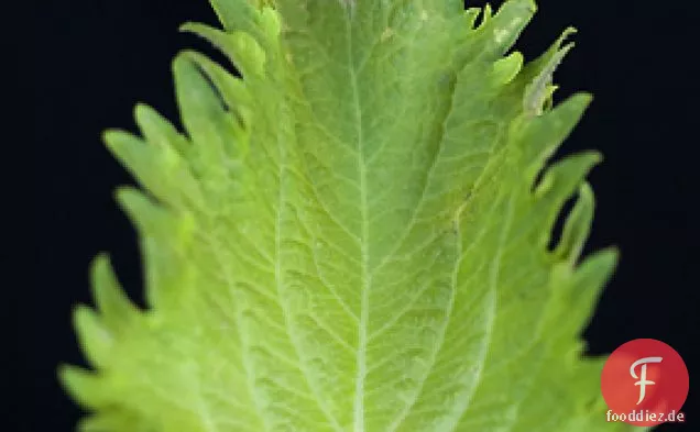 Edamame Salat Mit Shiso und Meyer Zitronen Vinaigrette Recip