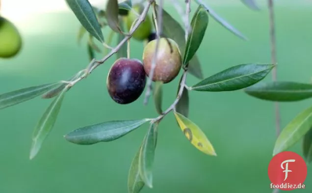 Gegrillte Schweinekoteletts Mit Apfel-cranberry-Ahorn-Glasur Rezept