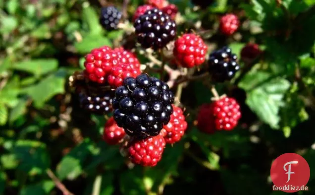 Joghurt Ice Pops mit Brombeeren