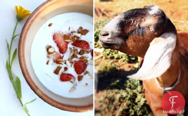 Joghurt selber machen