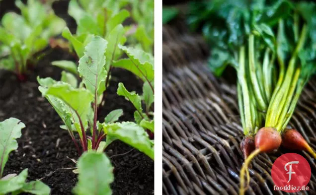 verschwenden Sie keine Gartenausdünnungen: a für geschmorte ganze Babyrüben
