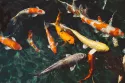 Verschiedene Fischarten und ihre einzigartigen Eigenschaften